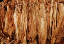 Vieillissement de la feuille tabac : quand le temps sublime la qualité !