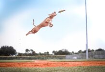 Choisir le frisbee idéal pour divertir votre chien et renforcer vos moments ensemble Frisbee-chien